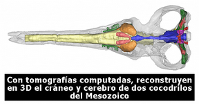 Cricosaurus-araucanensis.png